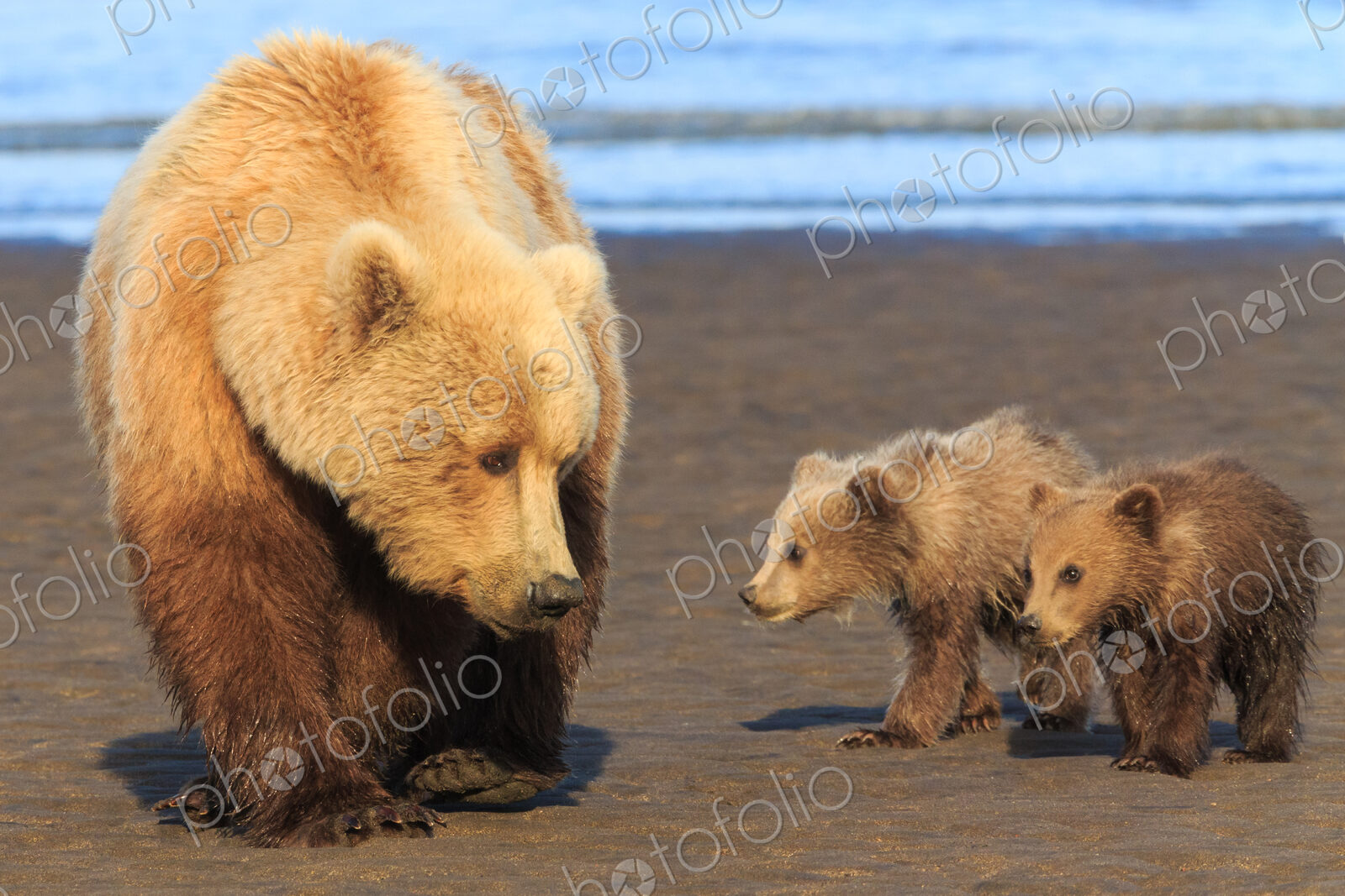 Brown bear sow and cubs, Lake Clark National Park, Alaska, USA