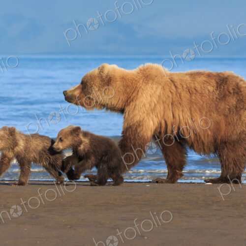 Brown bear sow and cubs, Lake Clark National Park, Alaska, USA Brown bear sow and cubs, Lake Clark National Park, Alaska, USA