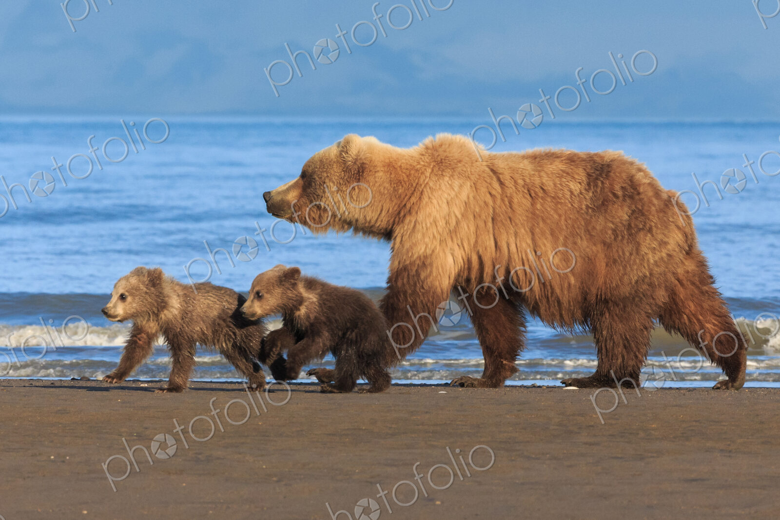 Brown bear sow and cubs, Lake Clark National Park, Alaska, USA