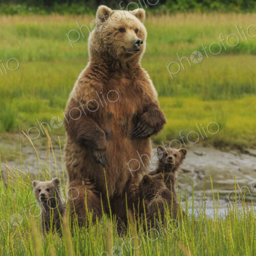Brown bear sow and cubs, Lake Clark National Park, Alaska, USA