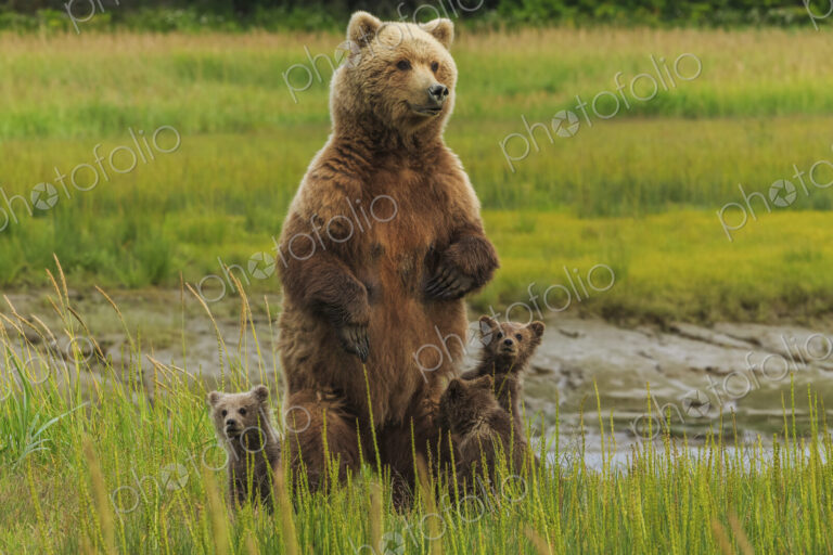 Brown bear sow and cubs, Lake Clark National Park, Alaska, USA