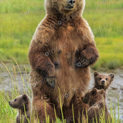 Brown bear sow and cubs, Lake Clark National Park, Alaska, USA