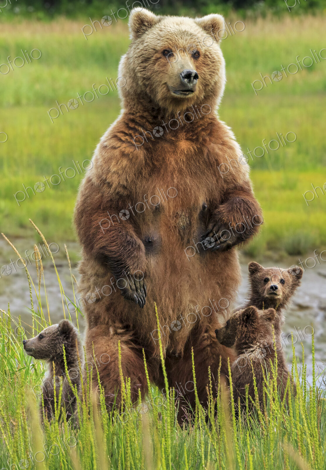 Brown bear sow and cubs, Lake Clark National Park, Alaska, USA