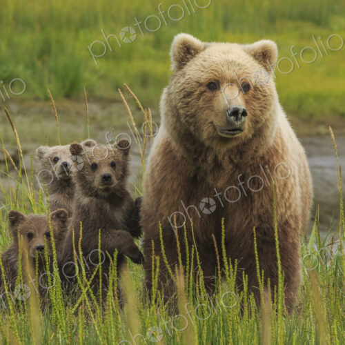 Brown bear sow and cubs, Lake Clark National Park, Alaska, USA