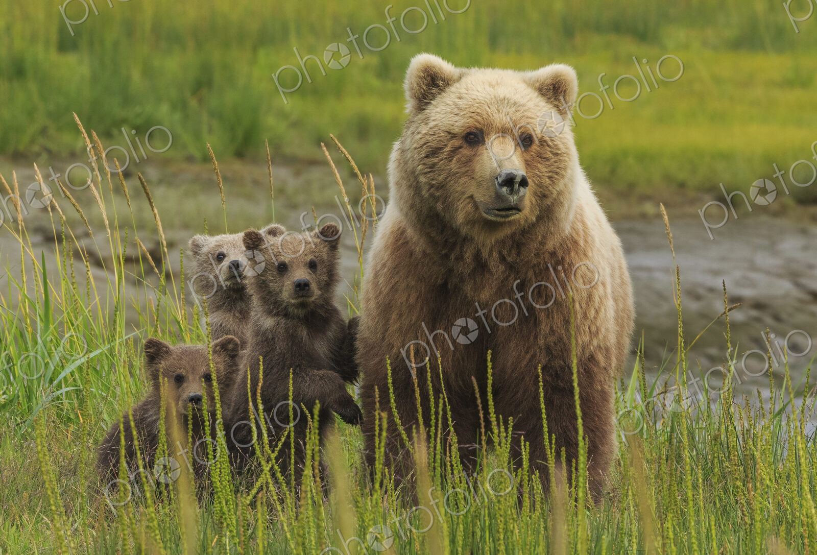 Brown bear sow and cubs, Lake Clark National Park, Alaska, USA