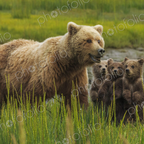 Brown bear sow and cubs, Lake Clark National Park, Alaska, USA