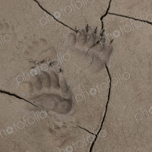 Brown bear tracks, Lake Clark National Park, Alaska, USA Brown bear tracks, Lake Clark National Park, Alaska, USA