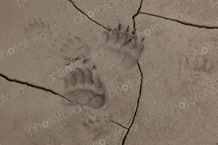 Brown bear tracks, Lake Clark National Park, Alaska, USA