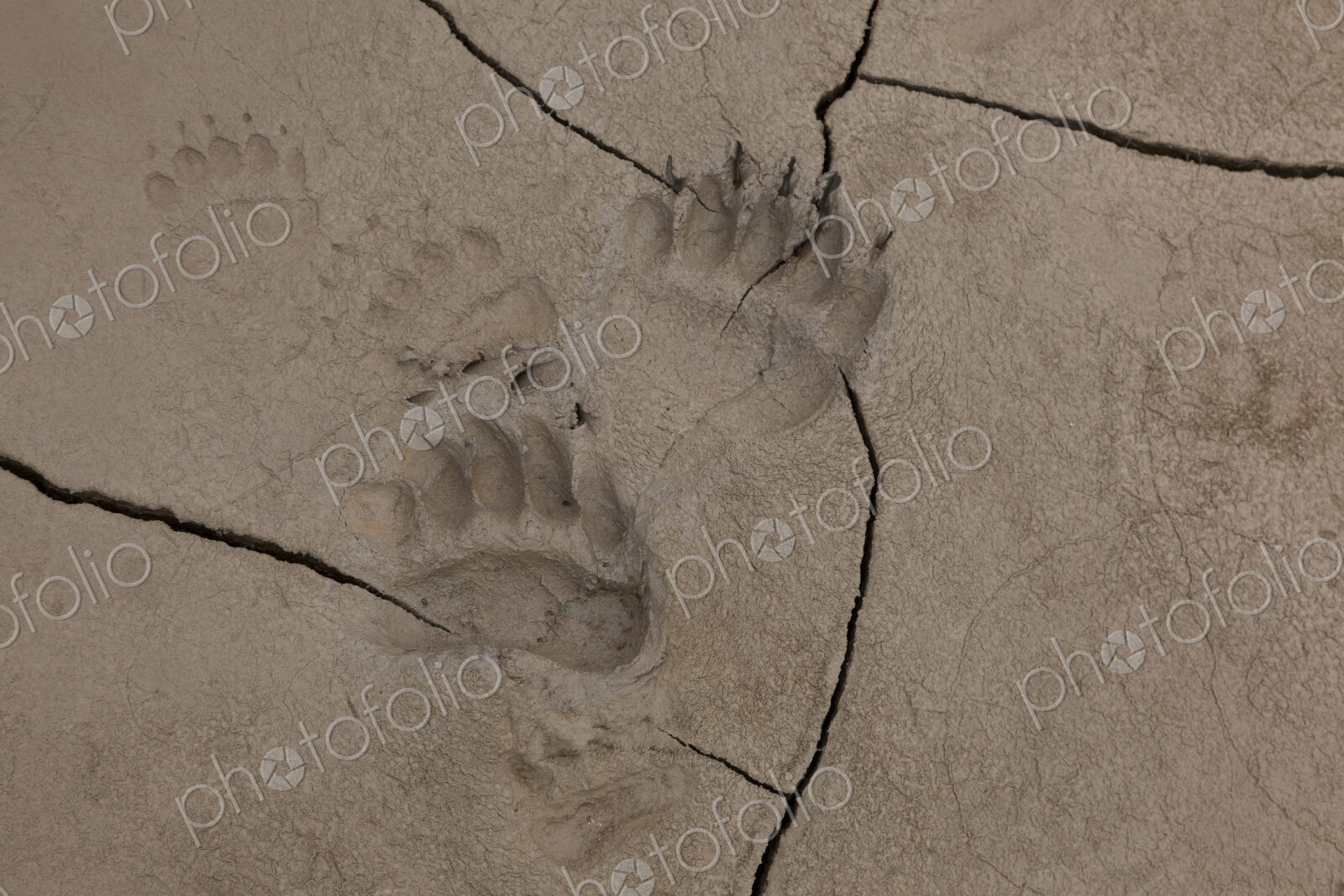 Brown bear tracks, Lake Clark National Park, Alaska, USA