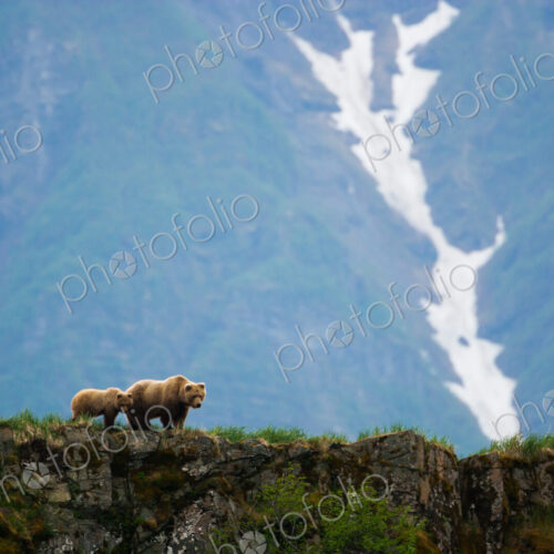 Brown bears, Katmai National Park, Alaska, USA Brown bears, Katmai National Park, Alaska, USA