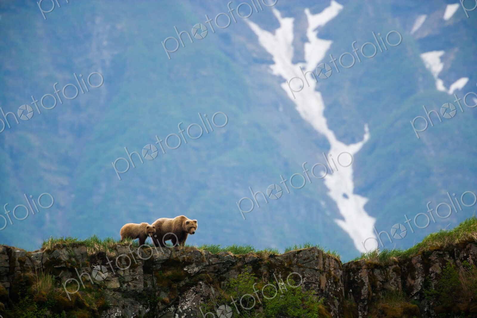 Brown bears, Katmai National Park, Alaska, USA