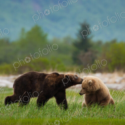 Brown bears, Katmai National Park, Alaska, USA Brown bears, Katmai National Park, Alaska, USA
