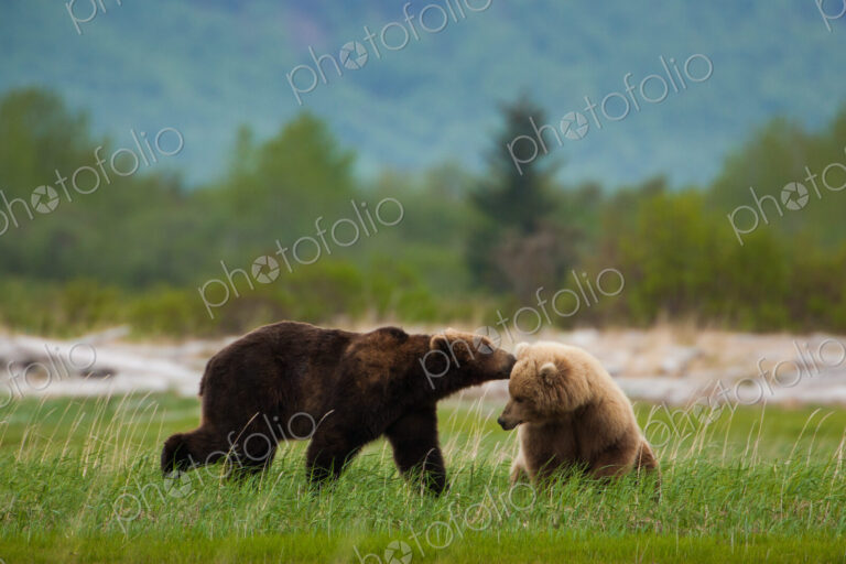 Brown bears, Katmai National Park, Alaska, USA