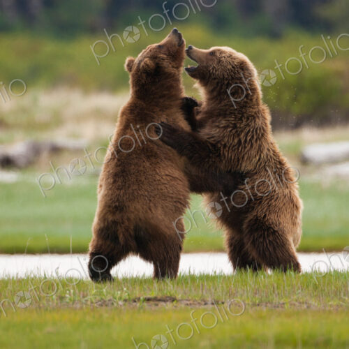 Brown bears, Katmai National Park, Alaska, USA Brown bears, Katmai National Park, Alaska, USA