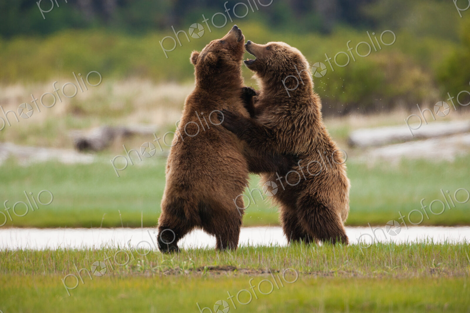 Brown bears, Katmai National Park, Alaska, USA