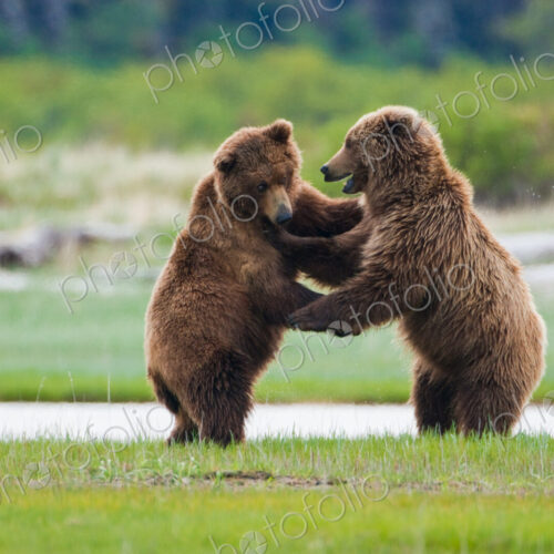 Brown bears, Katmai National Park, Alaska, USA Brown bears, Katmai National Park, Alaska, USA