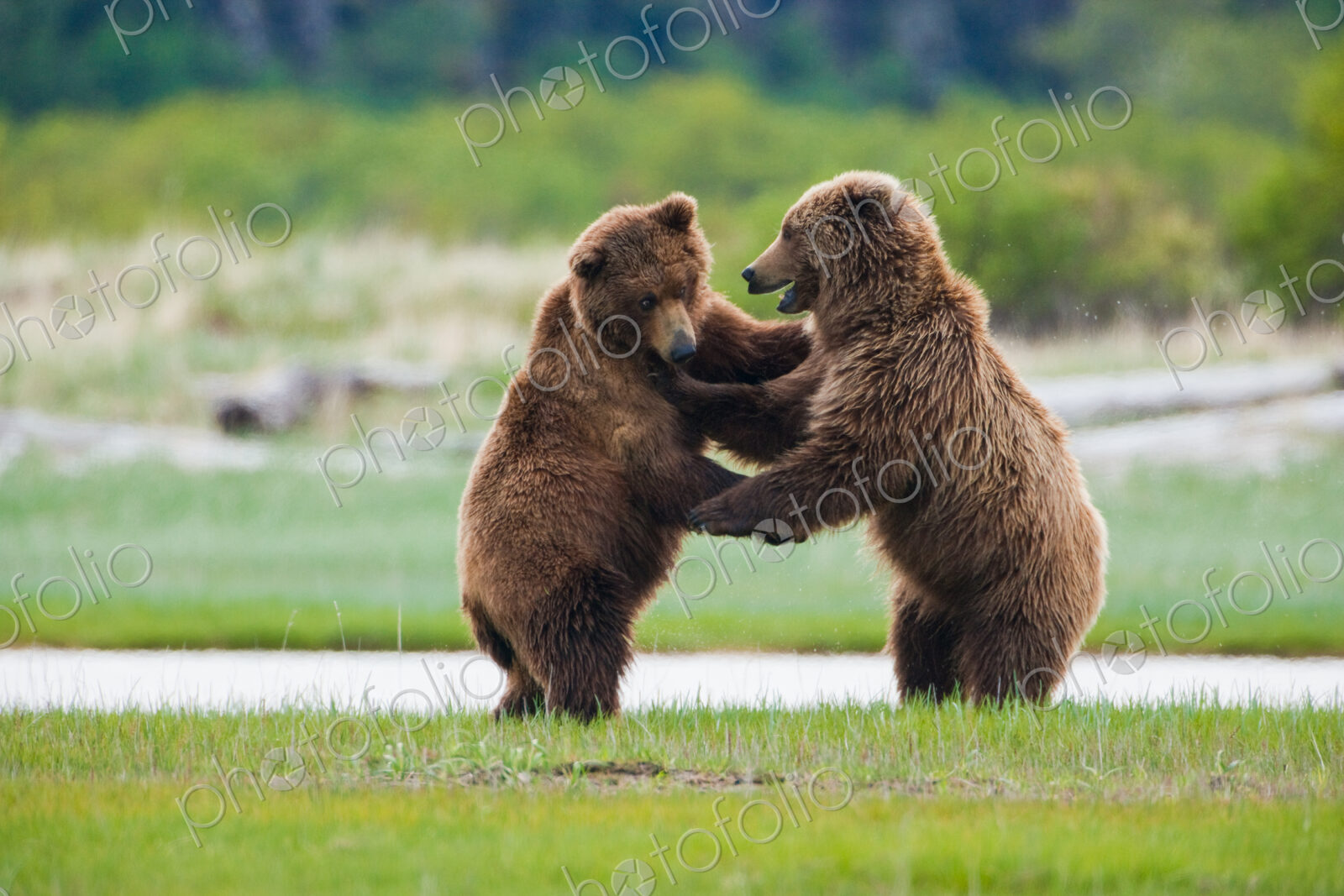Brown bears, Katmai National Park, Alaska, USA
