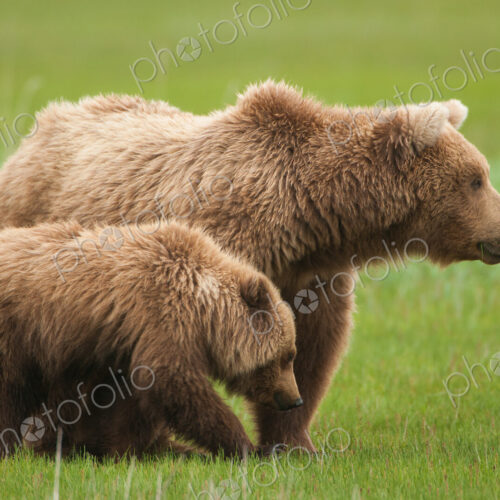 Brown bears, Katmai National Park, Alaska, USA Brown bears, Katmai National Park, Alaska, USA