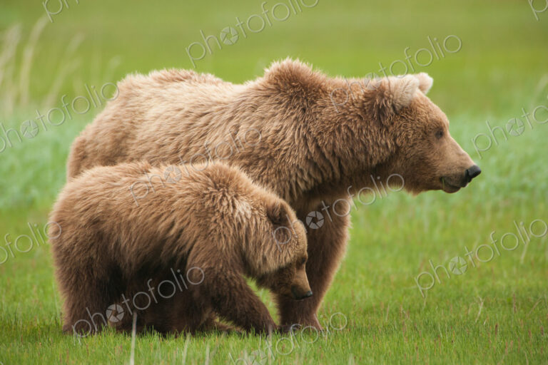 Brown bears, Katmai National Park, Alaska, USA
