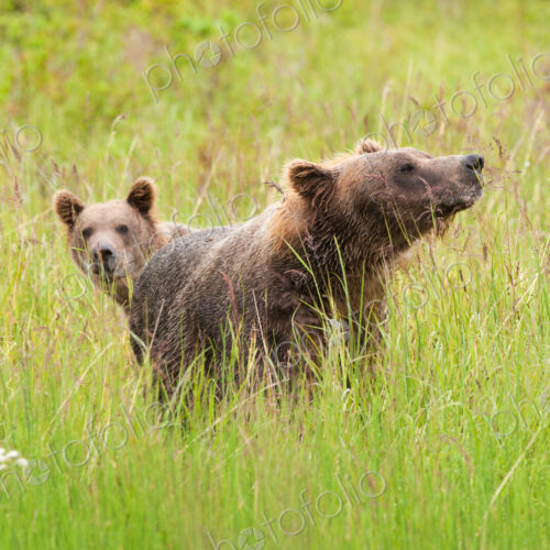 Brown bears, Katmai National Park, Alaska, USA Brown bears, Katmai National Park, Alaska, USA
