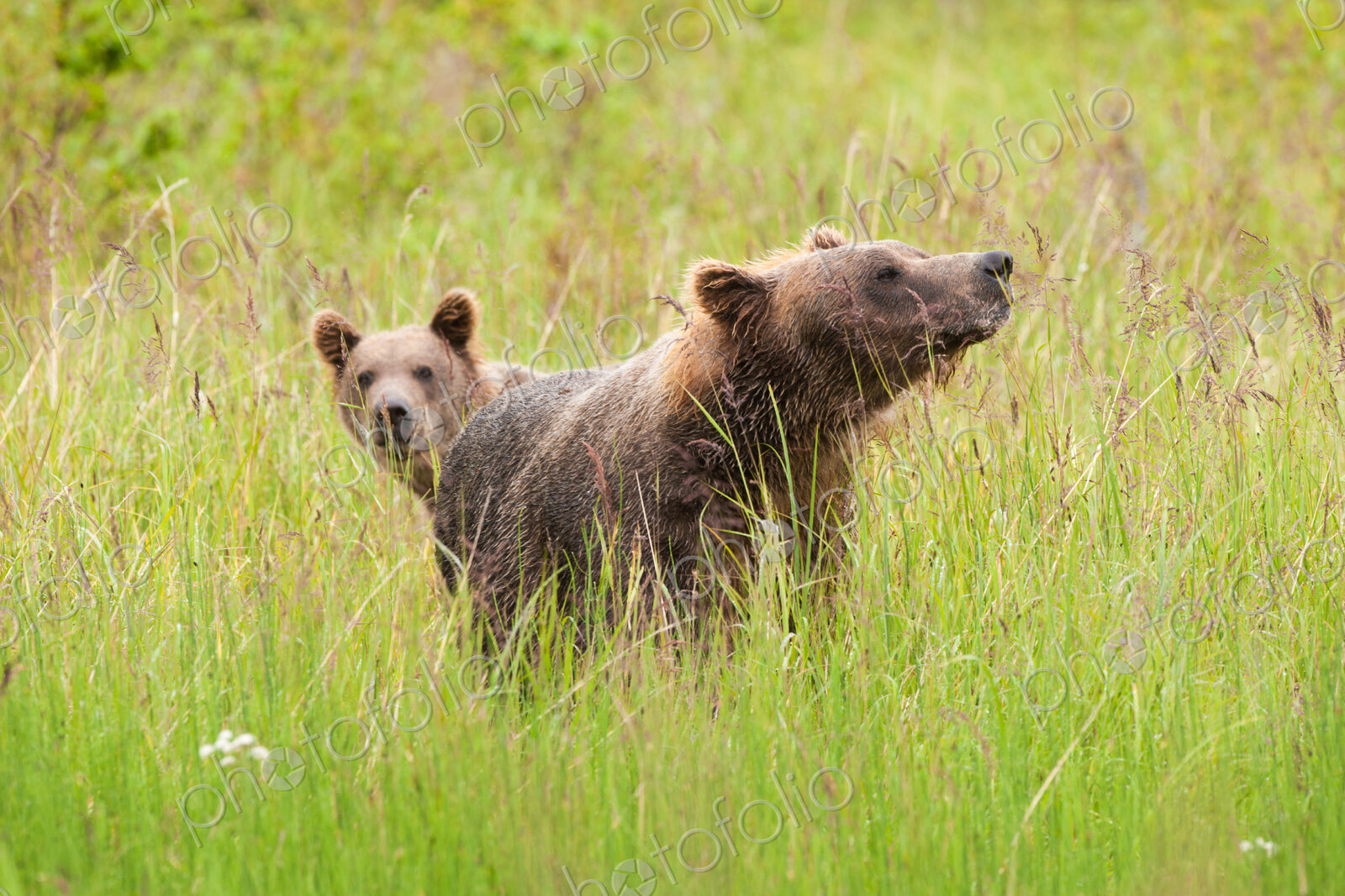 Brown bears, Katmai National Park, Alaska, USA