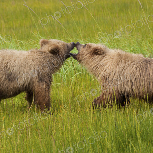 Brown bears, Lake Clark National Park, Alaska, USA Brown bears, Lake Clark National Park, Alaska, USA