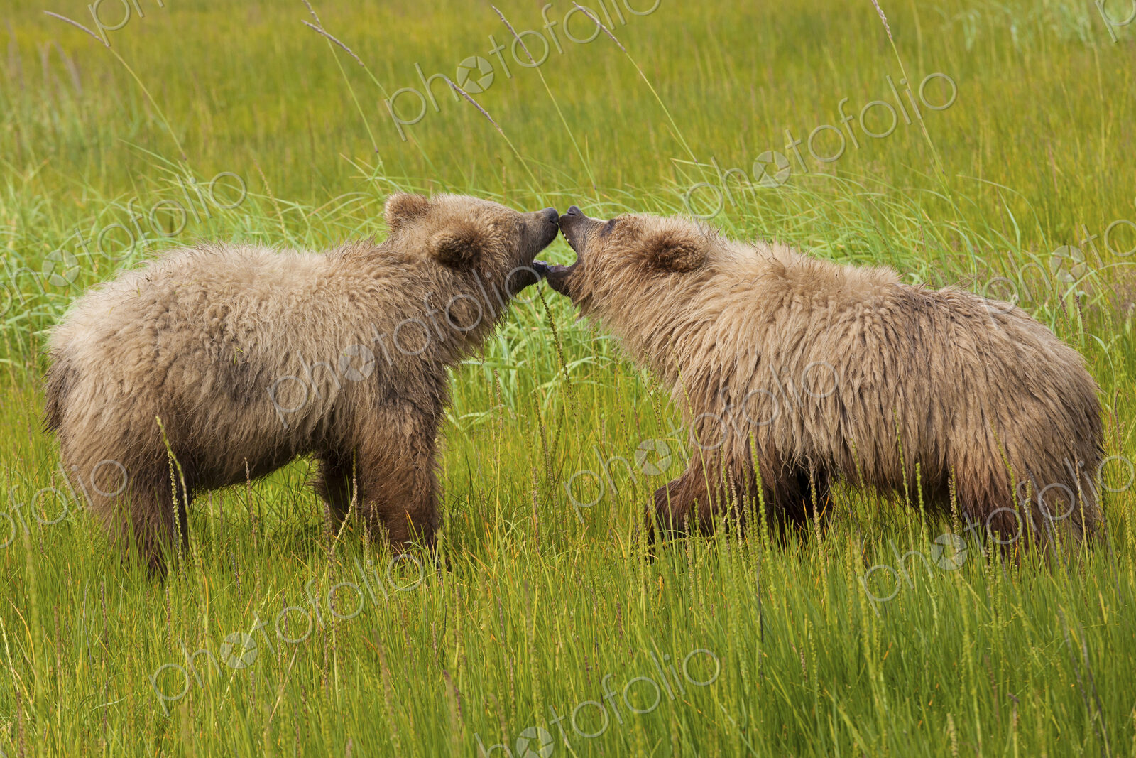 Brown bears, Lake Clark National Park, Alaska, USA
