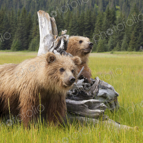 Brown bears, Lake Clark National Park, Alaska, USA