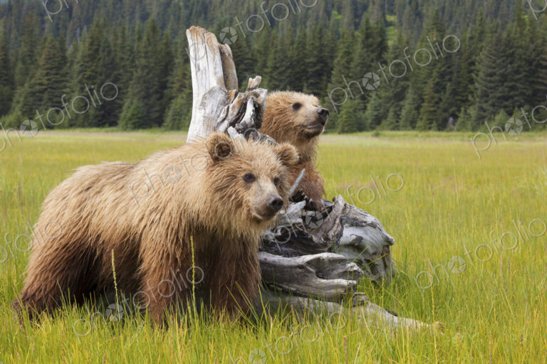 Brown bears, Lake Clark National Park, Alaska, USA