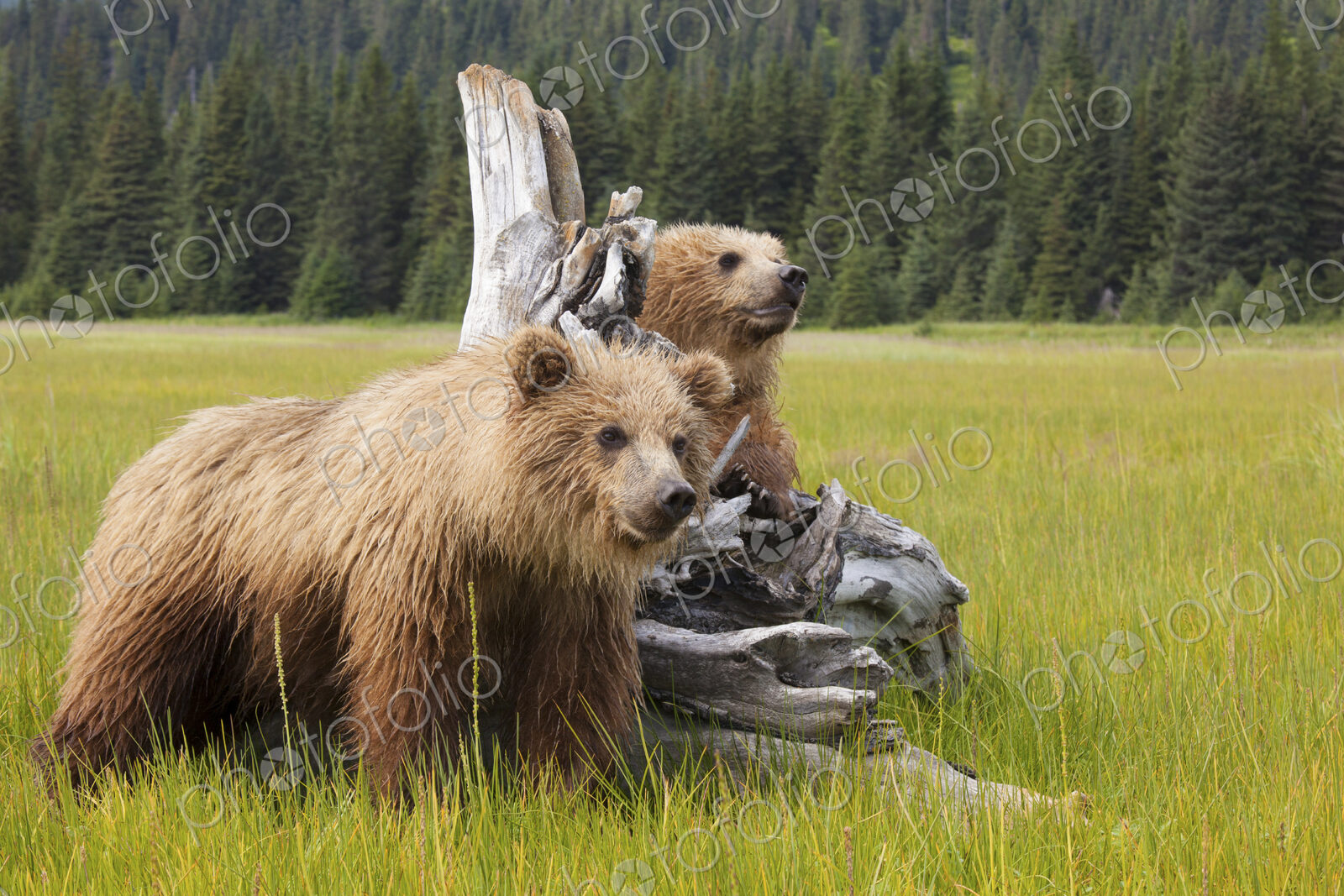 Brown bears, Lake Clark National Park, Alaska, USA