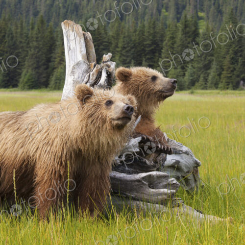 Brown bears, Lake Clark National Park, Alaska, USA