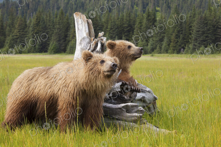 Brown bears, Lake Clark National Park, Alaska, USA