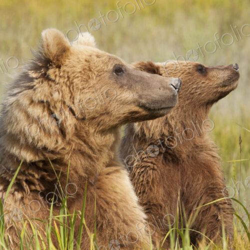 Brown bears, Lake Clark National Park, Alaska, USA Brown bears, Lake Clark National Park, Alaska, USA