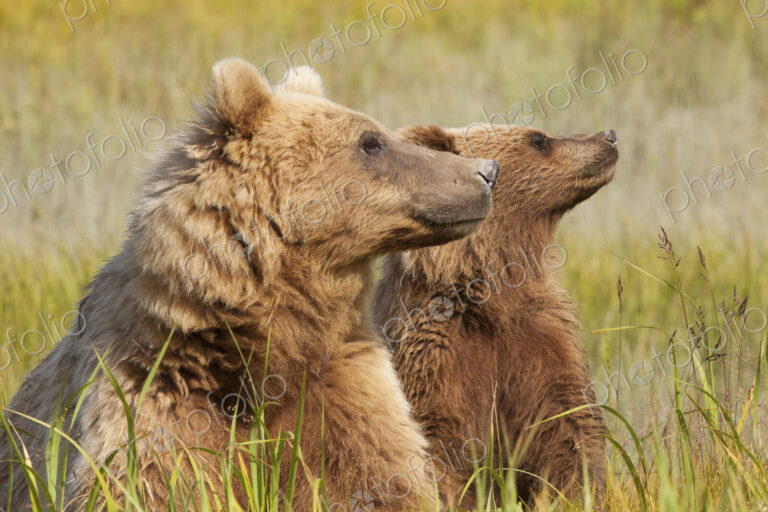 Brown bears, Lake Clark National Park, Alaska, USA