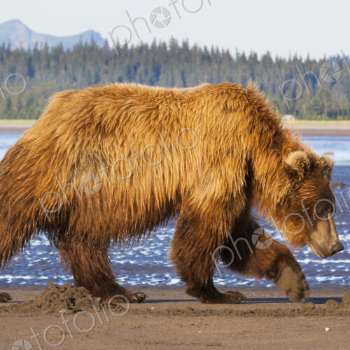 Brown bears, Lake Clark National Park, Alaska, USA Brown bears, Lake Clark National Park, Alaska, USA