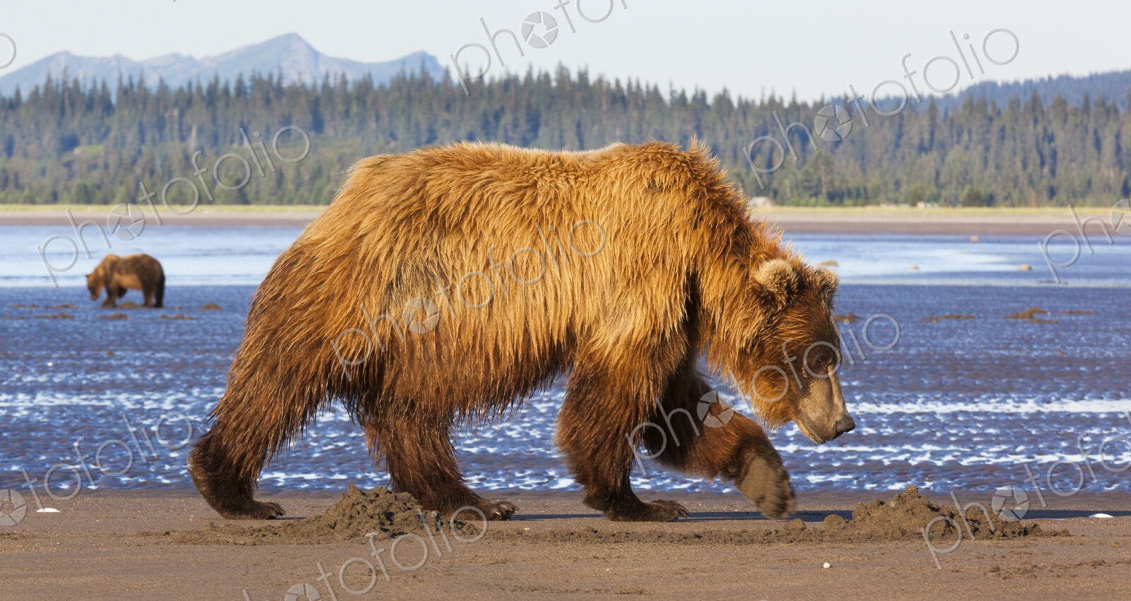 Brown bears, Lake Clark National Park, Alaska, USA