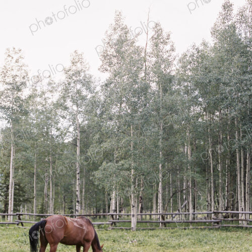 Brown horse grazing in a paddock on a ranch. Brown horse grazing in a paddock on a ranch.