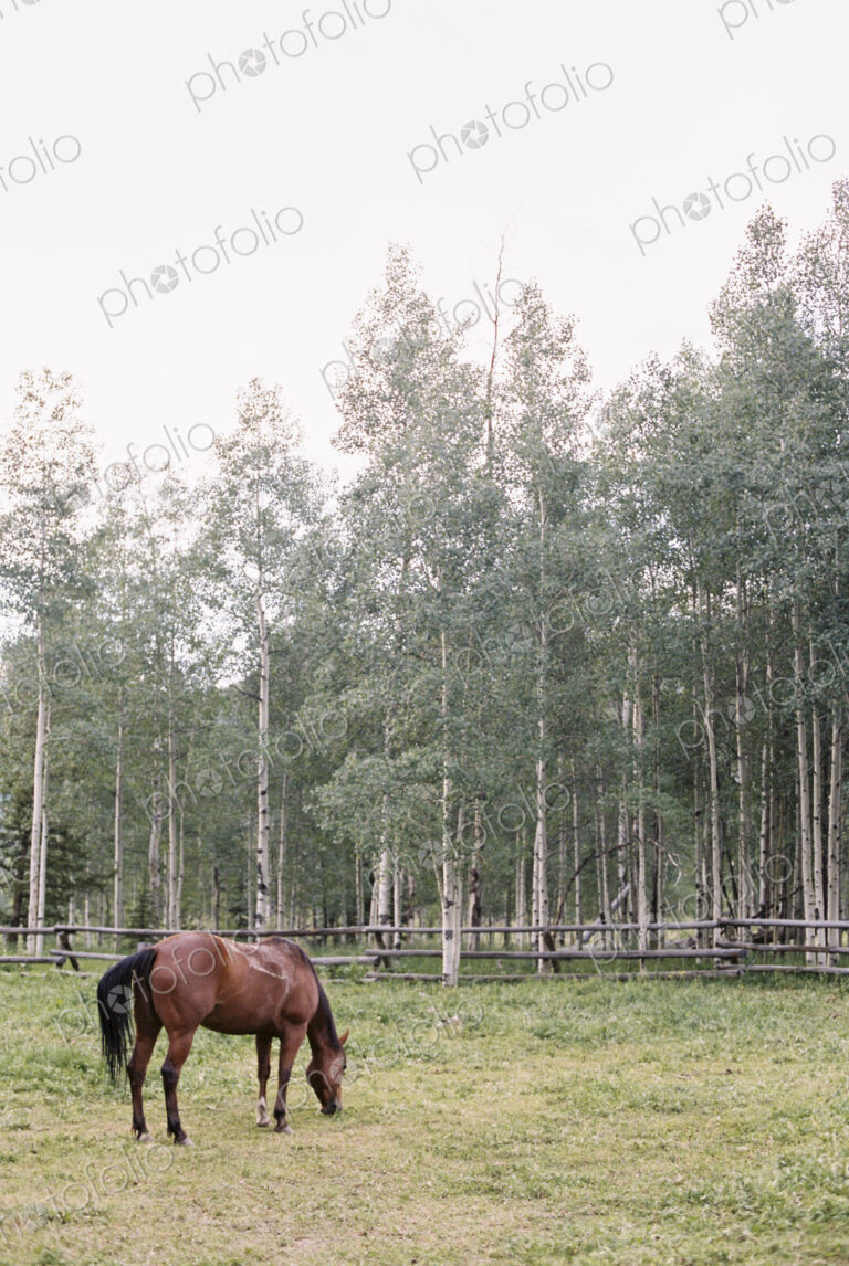 Brown horse grazing in a paddock on a ranch.