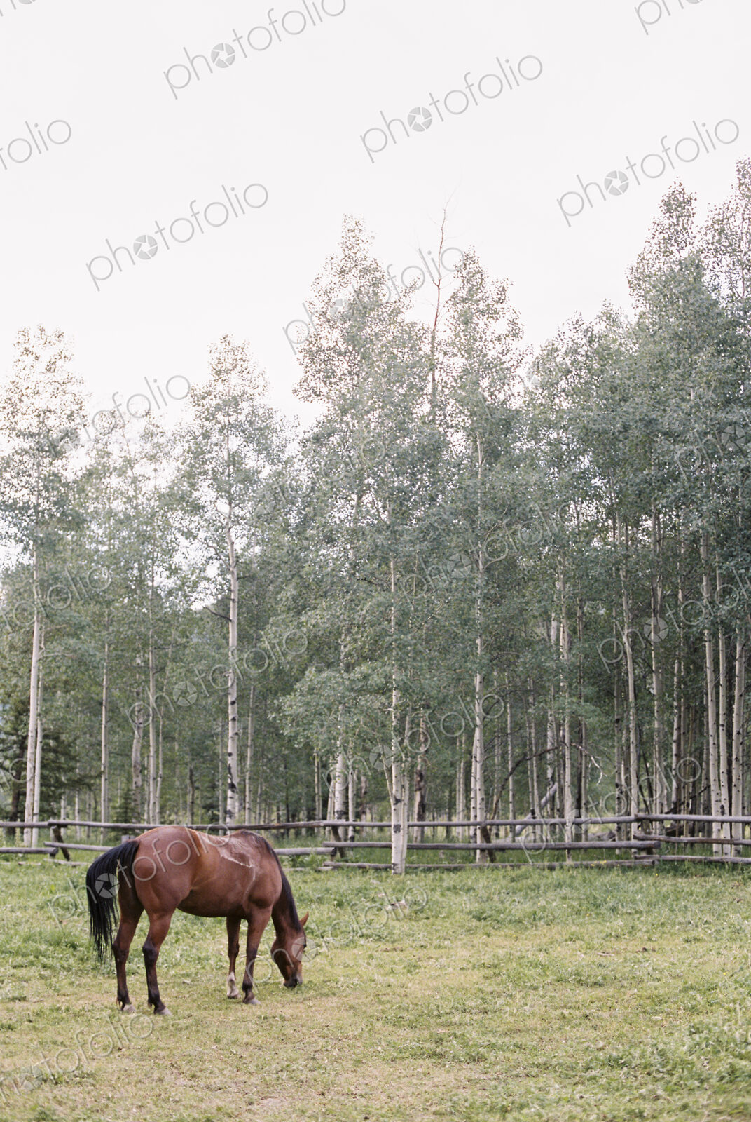 Brown horse grazing in a paddock on a ranch.