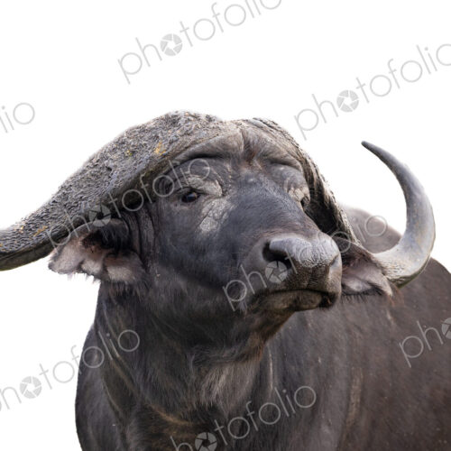 Buffalo, Syncerus caffer, bull in a high-key colour setting. Buffalo, Syncerus caffer, bull in a high-key colour setting.
