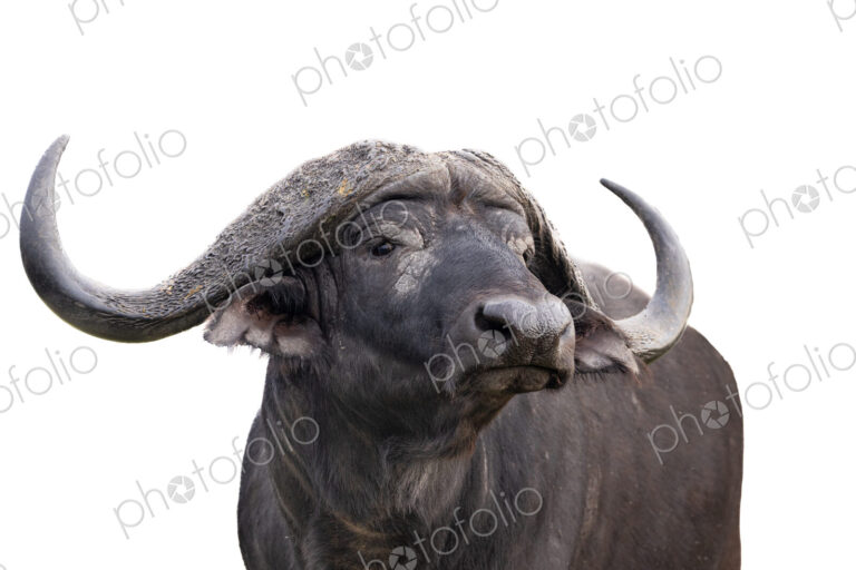 Buffalo, Syncerus caffer, bull in a high-key colour setting.