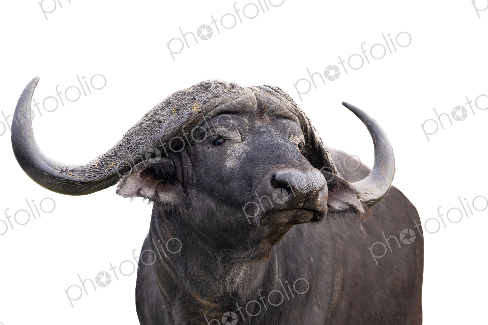 Buffalo, Syncerus caffer, bull in a high-key colour setting.