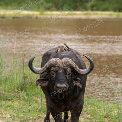 Buffalo, Syncerus caffer, bull standing next to a river. Buffalo, Syncerus caffer, bull standing next to a river.