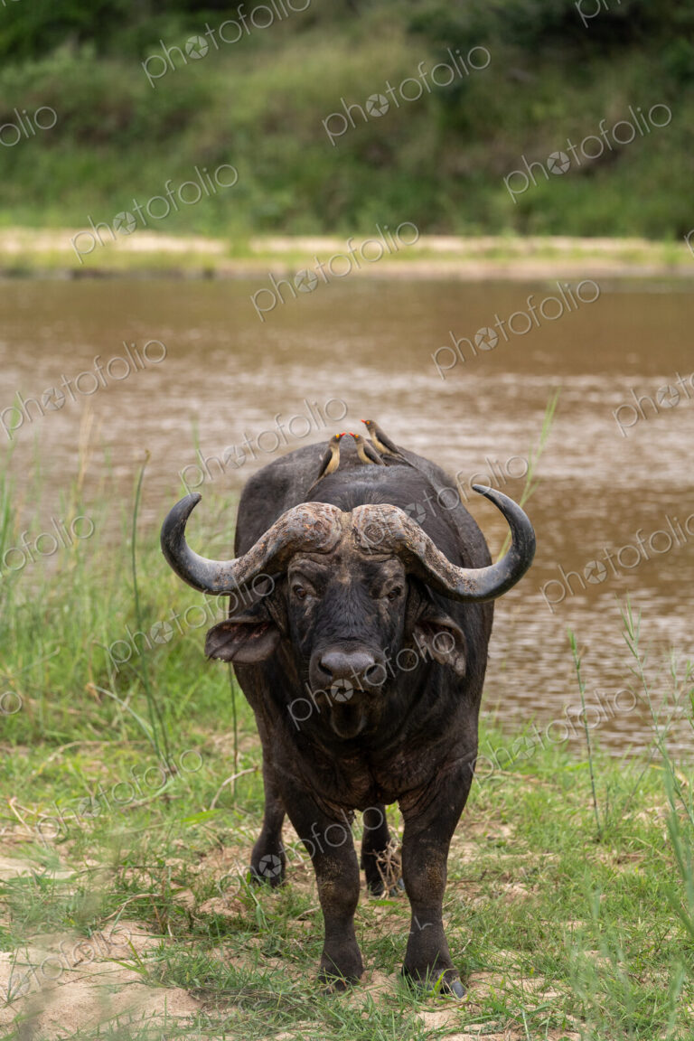 Buffalo, Syncerus caffer, bull standing next to a river.