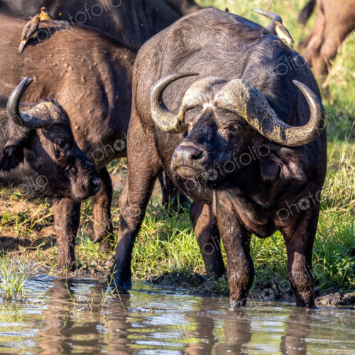 Buffalo, Syncerus caffer, drinking. Buffalo, Syncerus caffer, drinking.