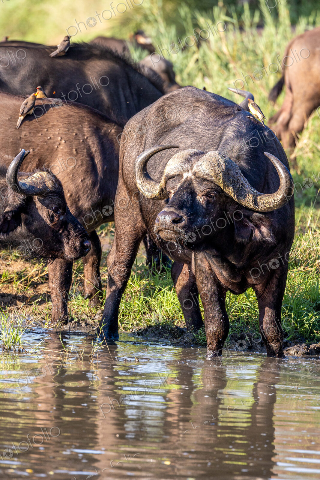 Buffalo, Syncerus caffer, drinking.