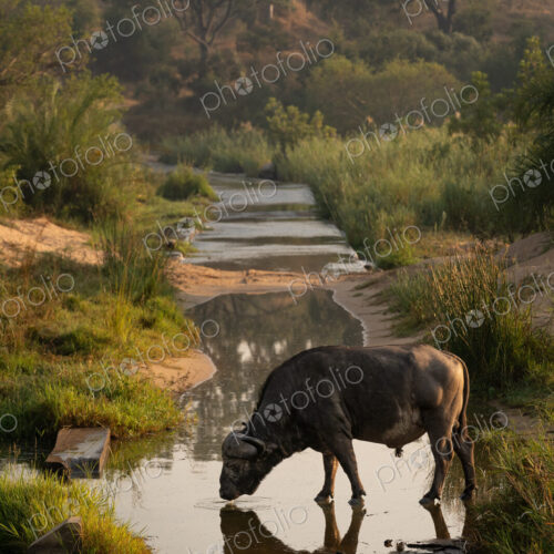 Buffalo, Syncerus caffer, drinking from a river.