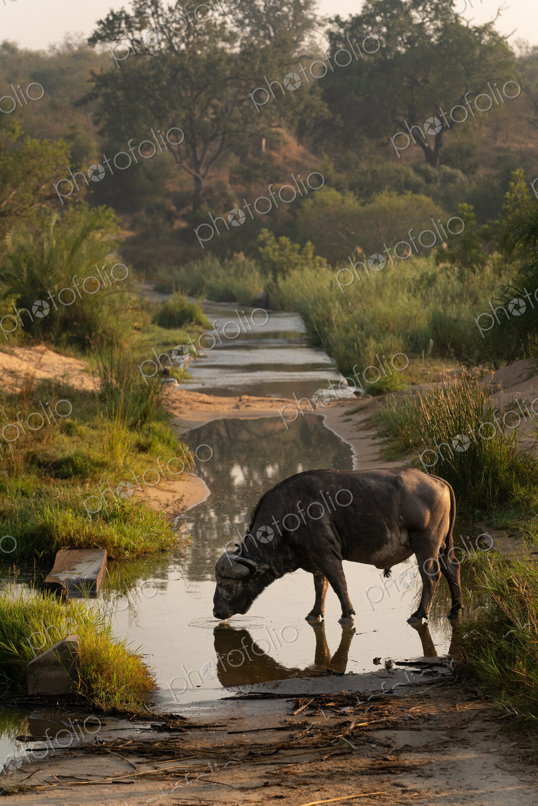 Buffalo, Syncerus caffer, drinking from a river.