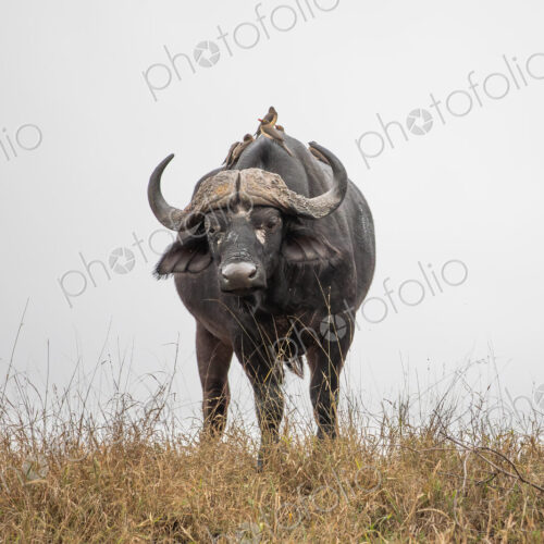Buffalo at eye level, Syncerus caffer. Buffalo at eye level, Syncerus caffer.
