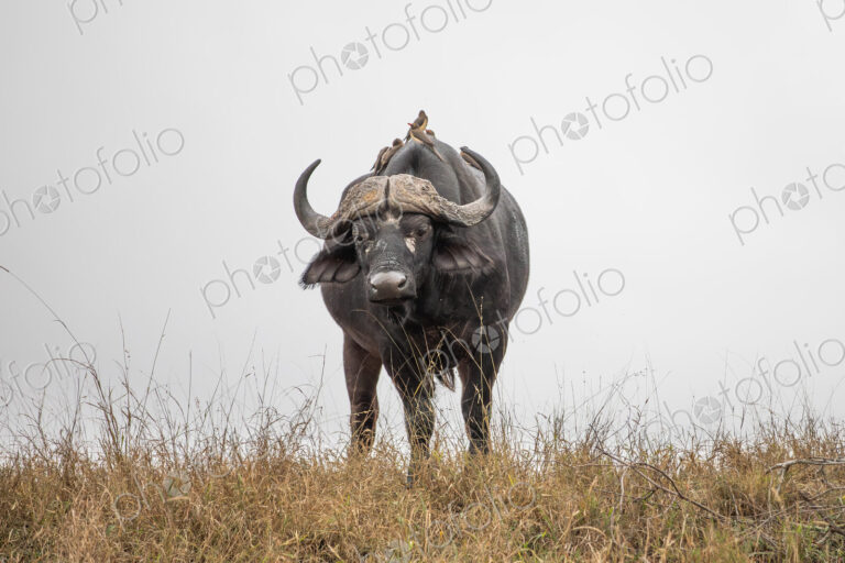 Buffalo at eye level, Syncerus caffer.